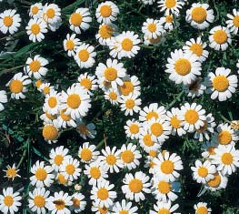 Vrsta Anthemis tomentosa L. (FOTO S. Brana) Card image cap